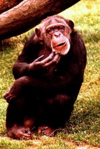Creation: Confused Chimp