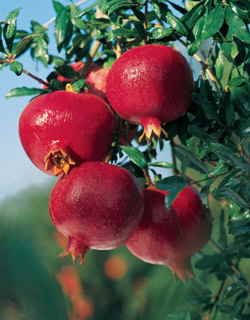 pomagranate on tree