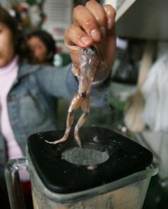 Creation: Frog in a Blender