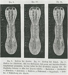 Creation: Haeckel Embryo Fraud: Copies