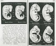 Creation: Haeckel Embryo Fraud: Weeks 4 to 6