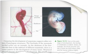 Prentice Hall Biology Textbook puts a modern spin on Haekel's embryos