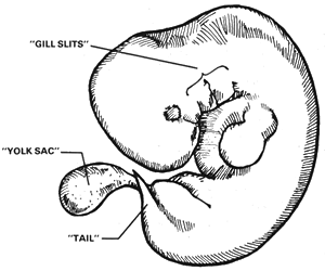 Creation: Human Embryo Development fig1
