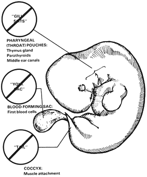 Creation: Human Embryo Development fig2