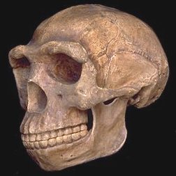 Creation: Peking Man Plaster Skull