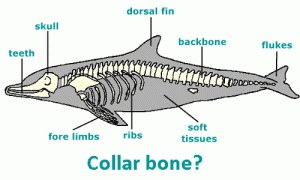 Creation: Missing Collar Bone