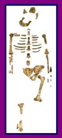 Creation: Lucy bones -- 40% of an extinct chimp