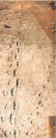 Laetoli Footprints 1