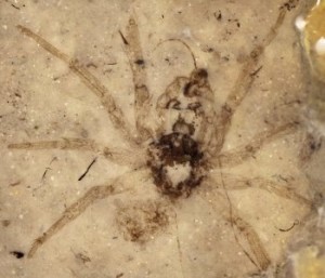 Creation: spider fossil