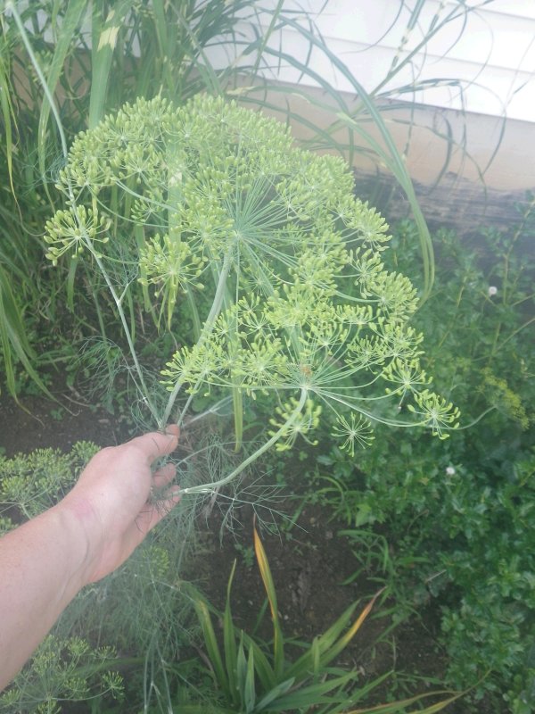 Cold Packed Cucumber Dill Pickles