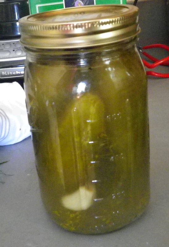 Cold Packed Cucumber Dill Pickles