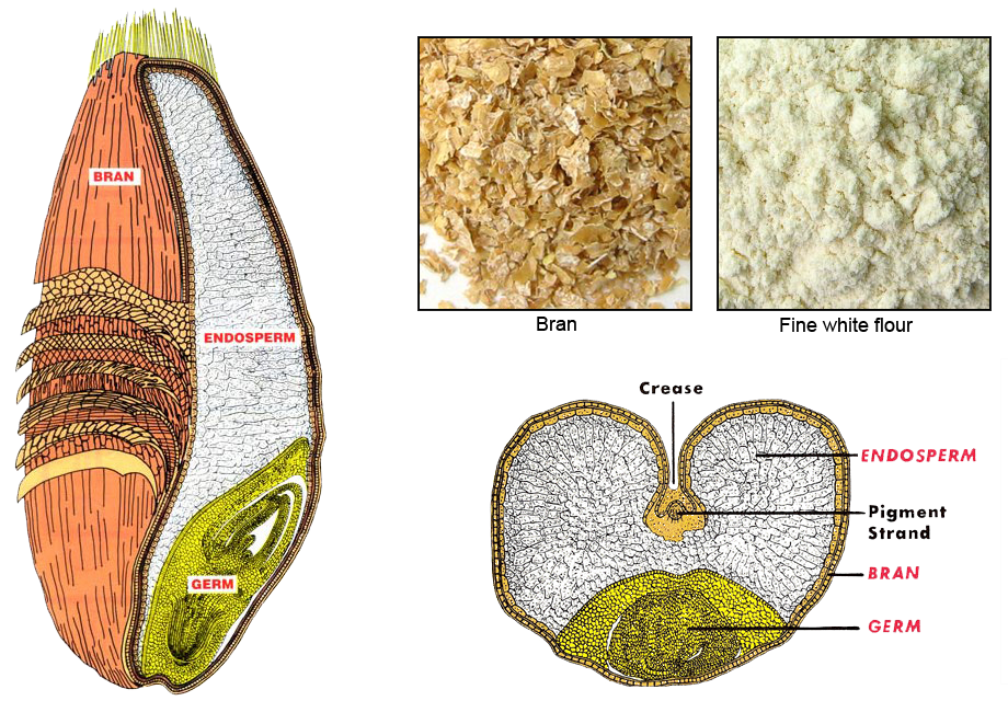Dear Hallee: Whole Wheat vs. Unbleached Flour