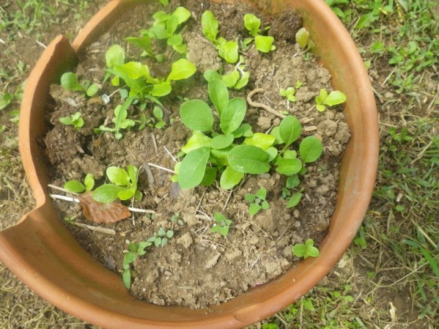 garden lettuce