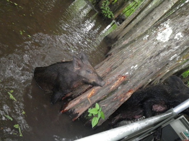wild boar swamp tour