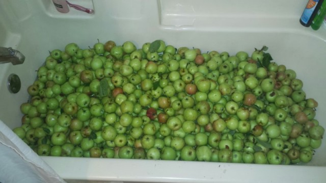 apples in tub